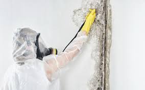 Best Environmental Consulting for Mold Prevention  in Rafter J Ranch, WY